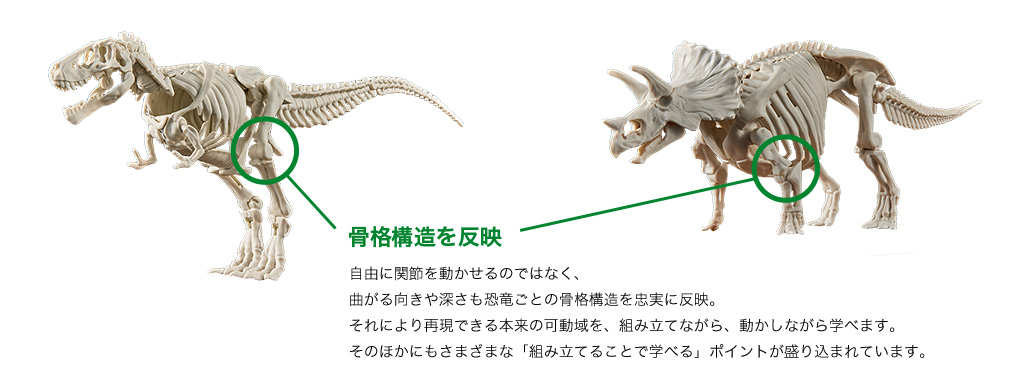骨格構造を反映