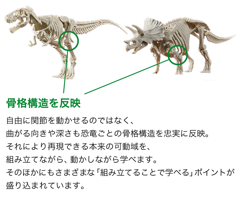 骨格構造を反映